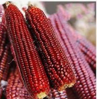 Premium Grade Red Corn / Red Maize – Naturally Grown, Nutrient-Rich, and Versatile