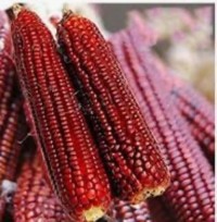 Premium Grade Red Corn / Red Maize – Naturally Grown, Nutrient-Rich, and Versatile