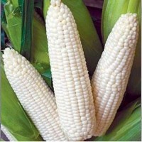 Premium Non-GMO White Corn – Food & Feed Grade