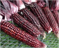Premium Grade Red Corn / Red Maize – Naturally Grown, Nutrient-Rich, and Versatile