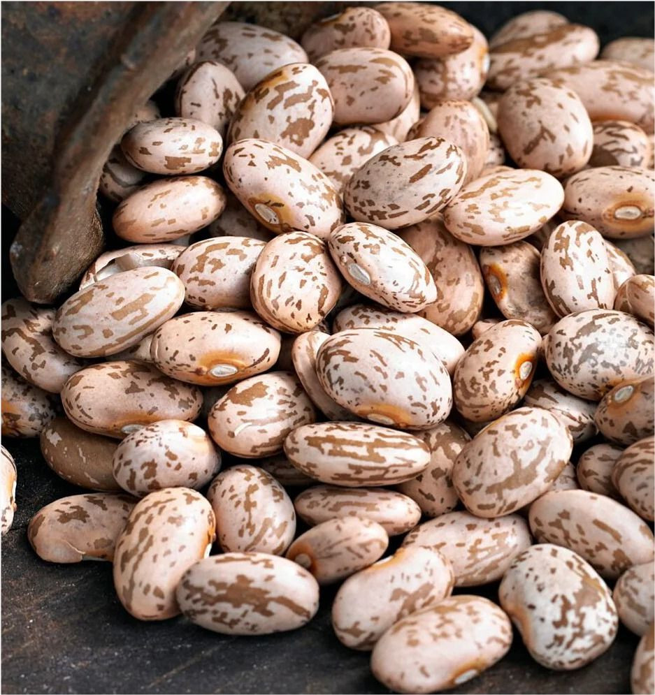 Premium Quality Pinto Beans – Nutritious, Clean & Export Grade