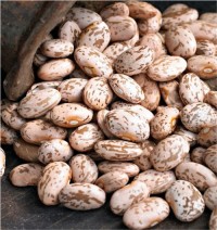 Premium Quality Pinto Beans – Nutritious, Clean & Export Grade