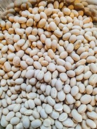 High-Quality Soybean Seeds – Certified for Industrial and Agricultural Use