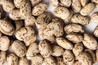 Premium Quality Pinto Beans – Nutritious, Clean & Export Grade