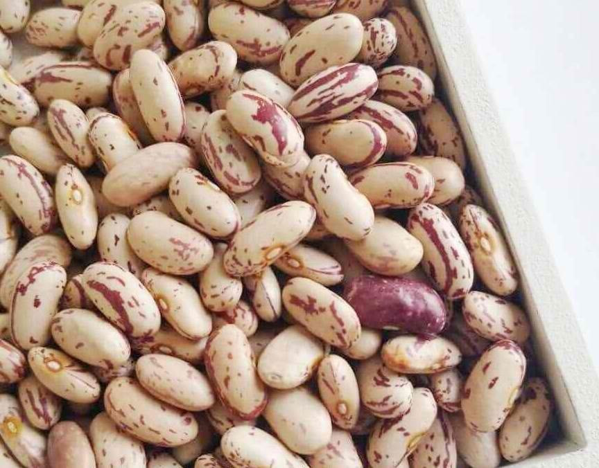 Premium Quality Light Speckled Kidney Beans (LSKB) – High Protein, Clean & Export Grade