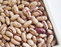 Premium Quality Light Speckled Kidney Beans (LSKB) – High Protein, Clean & Export Grade