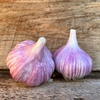 Premium Red Garlic – High-Flavor, Long Shelf Life, Export Quality
