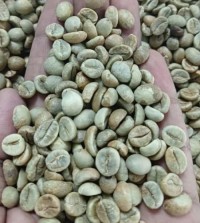 Premium Robusta Coffee Beans – Bold Flavor & High Caffeine Content