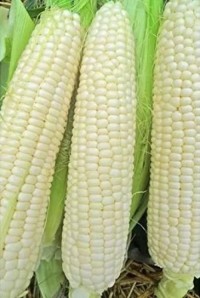 Premium Non-GMO White Corn – Food & Feed Grade