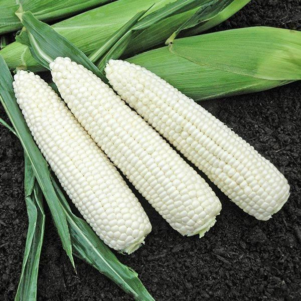 Premium Non-GMO White Corn – Food & Feed Grade