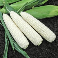Premium Non-GMO White Corn – Food & Feed Grade