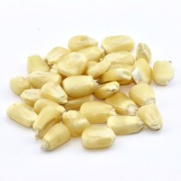Premium Non-GMO White Corn – Food & Feed Grade