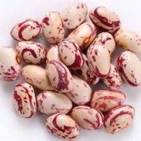 Premium Quality Light Speckled Kidney Beans (LSKB) – High Protein, Clean & Export Grade