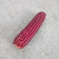 Premium Grade Red Corn / Red Maize – Naturally Grown, Nutrient-Rich, and Versatile