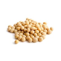 High-Quality Soybean Seeds – Certified for Industrial and Agricultural Use