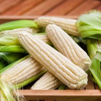 Premium Non-GMO White Corn – Food & Feed Grade