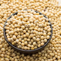 High-Quality Soybean Seeds – Certified for Industrial and Agricultural Use