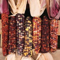 Premium Grade Red Corn / Red Maize – Naturally Grown, Nutrient-Rich, and Versatile