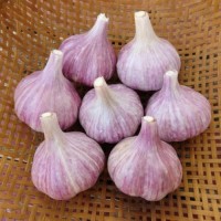 Premium Red Garlic – High-Flavor, Long Shelf Life, Export Quality