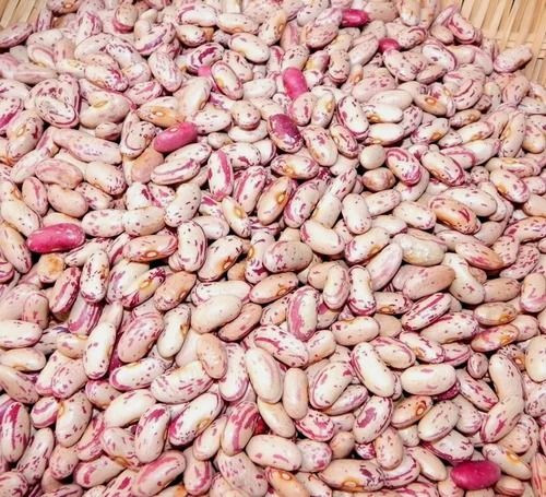 Premium Quality Light Speckled Kidney Beans (LSKB) – High Protein, Clean & Export Grade