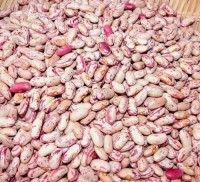Premium Quality Light Speckled Kidney Beans (LSKB) – High Protein, Clean & Export Grade