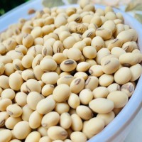 High-Quality Soybean Seeds – Certified for Industrial and Agricultural Use