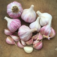 Premium Red Garlic – High-Flavor, Long Shelf Life, Export Quality