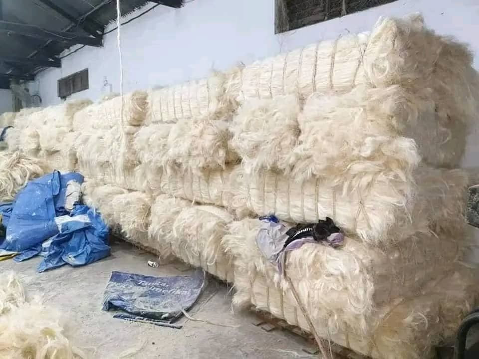 SSUG Grade Sisal Fiber – High-Tensile Natural Fiber for Industrial Use