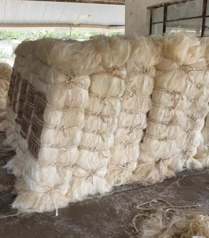 UG Sisal Fiber – Premium Grade Natural Fiber for Industrial & Commercial Use