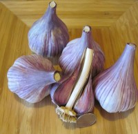 Premium Red Garlic – High-Flavor, Long Shelf Life, Export Quality