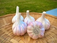 Premium Red Garlic – High-Flavor, Long Shelf Life, Export Quality